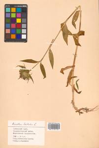 Dianthus barbatus L., Siberia, Russian Far East (S6) (Russia)