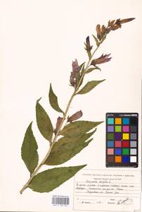 Campanula latifolia L., Eastern Europe, Eastern region (E10) (Russia)