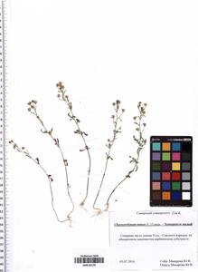 Chaenorhinum minus (L.) Lange, Eastern Europe, Middle Volga region (E8) (Russia)