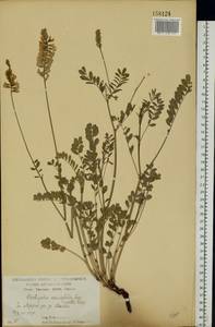 Onobrychis viciifolia Scop., Eastern Europe, Central forest-and-steppe region (E6) (Russia)