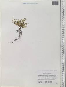 Sagina procumbens, Siberia, Baikal & Transbaikal region (S4) (Russia)