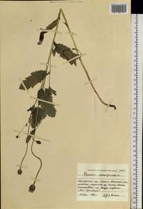 Papaver somniferum L., Siberia, Russian Far East (S6) (Russia)