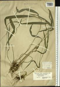 Diarrhena mandshurica Maxim., Siberia, Russian Far East (S6) (Russia)