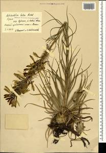 Asphodeline lutea (L.) Rchb., Crimea (KRYM) (Russia)