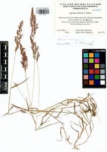Agrostis stolonifera L., Siberia, Baikal & Transbaikal region (S4) (Russia)