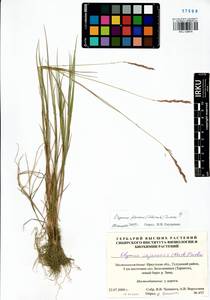 Elymus fibrosus (Schrenk) Tzvelev, Siberia, Baikal & Transbaikal region (S4) (Russia)