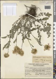 Psephellus caucasicus (Sosn.) Greuter, Caucasus, North Ossetia, Ingushetia & Chechnya (K1c) (Russia)