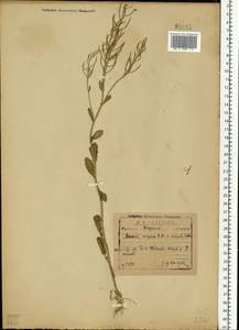 Barbarea vulgaris W. T. Aiton, Eastern Europe, North-Western region (E2) (Russia)