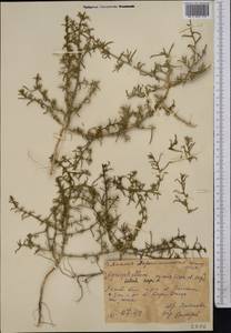 Agriophyllum minus Fisch. & C. A. Mey., Middle Asia, Caspian Ustyurt & Northern Aralia (M8) (Kazakhstan)
