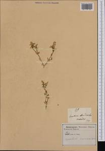 Cerastium brachypetalum subsp. tauricum (Spreng.) Murb., Western Europe (EUR) (Italy)