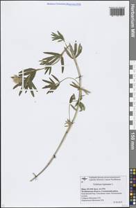 Trifolium lupinaster L., Eastern Europe, Eastern region (E10) (Russia)