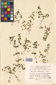 Lysimachia arvensis subsp. arvensis, Eastern Europe, Lithuania (E2a) (Lithuania)