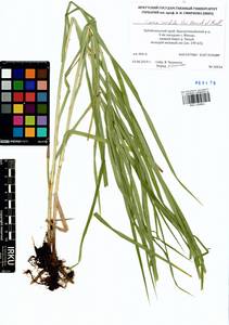 Carex sordida Van Heurck & Müll.Arg., Siberia, Baikal & Transbaikal region (S4) (Russia)