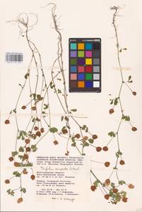 Trifolium campestre Schreb., Eastern Europe, Lower Volga region (E9) (Russia)