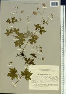 Geranium wlassovianum Fisch. ex Link, Siberia, Baikal & Transbaikal region (S4) (Russia)