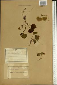 Viola mirabilis L., Eastern Europe, Northern region (E1) (Russia)