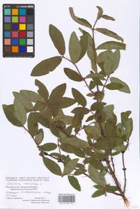 Lonicera caerulea, Eastern Europe, Moscow region (E4a) (Russia)