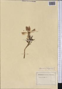 Alstroemeria pelegrina L., America (AMER) (Not classified)
