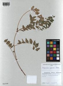 KUZ 001 319, Hedysarum neglectum Ledeb., Siberia, Altai & Sayany Mountains (S2) (Russia)