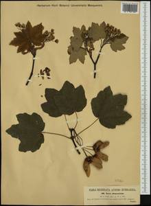 Acer obtusatum Willd., Western Europe (EUR) (Slovenia)