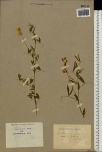 Lathyrus pratensis L., Eastern Europe, North Ukrainian region (E11) (Ukraine)