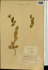 Plagioloba clavata (Boiss.) Khosravi & Eslami-Farouji, South Asia, South Asia (Asia outside ex-Soviet states and Mongolia) (ASIA) (Iran)
