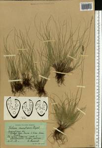 Festuca makutrensis Zapal., Eastern Europe, Central forest region (E5) (Russia)