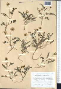 Astragalus alpinus L., Middle Asia, Northern & Central Tian Shan (M4) (Kazakhstan)