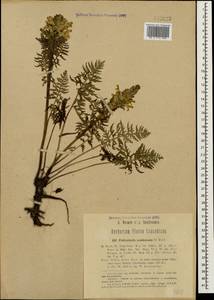 Pedicularis condensata M. Bieb., Caucasus, Georgia (K4) (Georgia)