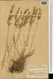 Deschampsia koelerioides Regel, South Asia, South Asia (Asia outside ex-Soviet states and Mongolia) (ASIA) (China)