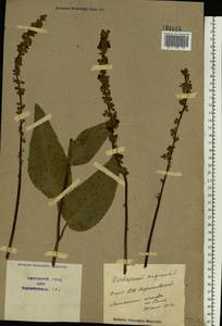 Verbascum nigrum L., Eastern Europe, North Ukrainian region (E11) (Ukraine)