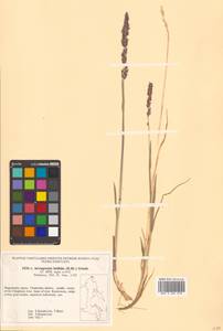 Arctagrostis latifolia (R.Br.) Griseb., Siberia, Chukotka & Kamchatka (S7) (Russia)