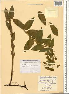 Euphorbia iberica Boiss., Caucasus, North Ossetia, Ingushetia & Chechnya (K1c) (Russia)
