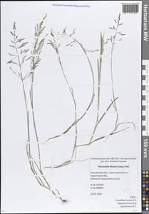 Puccinellia distans (Jacq.) Parl., Eastern Europe, Moscow region (E4a) (Russia)