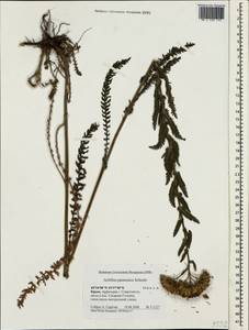Achillea pannonica Scheele, Crimea (KRYM) (Russia)