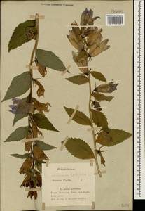 Campanula latifolia L., Caucasus, Azerbaijan (K6) (Azerbaijan)