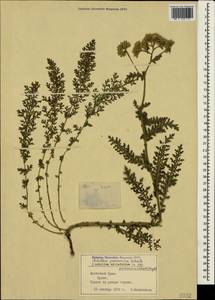 Achillea pannonica Scheele, Crimea (KRYM) (Russia)
