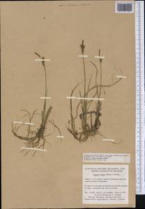 Carex livida (Wahlenb.) Willd., America (AMER) (Canada)
