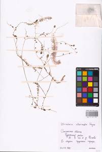 MHA 0 162 593, Utricularia intermedia Hayne, Eastern Europe, Western region (E3) (Russia)