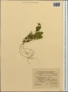 Arabis caucasica Willd., Caucasus, Black Sea Shore (from Novorossiysk to Adler) (K3) (Russia)