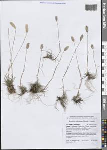 Koeleria vallesiana (Honck.) Gaudin, Western Europe (EUR) (Spain)