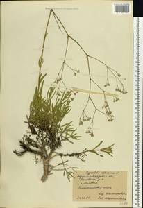 Gypsophila altissima L., Eastern Europe, North Ukrainian region (E11) (Ukraine)