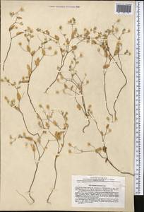 Vicoa divaricata (Cass.) O. Fedtsch. & B. Fedtsch., Middle Asia, Pamir & Pamiro-Alai (M2) (Tajikistan)