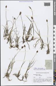 Carex duriuscula C.A.Mey., Siberia, Altai & Sayany Mountains (S2) (Russia)