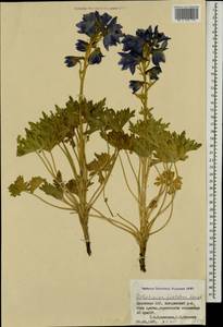 Delphinium foetidum Lomak, Caucasus, Armenia (K5) (Armenia)