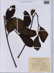 Polyscias dioica (Vieill. ex Pancher & Sebert) Harms, Australia & Oceania (AUSTR) (New Caledonia)