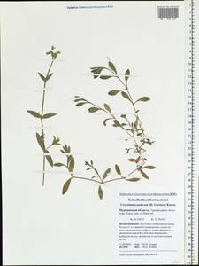 Cerastium holosteoides Fr., Eastern Europe, Northern region (E1) (Russia)