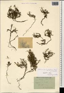 Galium brachyphyllum Schult. & Schult.f., Caucasus, Dagestan (K2) (Russia)