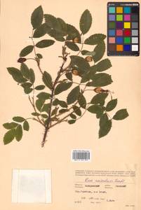 Rosa acicularis Lindl., Siberia, Russian Far East (S6) (Russia)