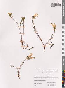 Pedicularis capitata Adams, Siberia, Chukotka & Kamchatka (S7) (Russia)